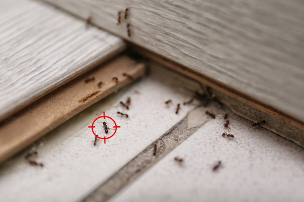 Best Exterminator Services  in Rathdrum, ID