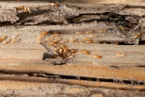 Flea Control Services in Rathdrum, ID
